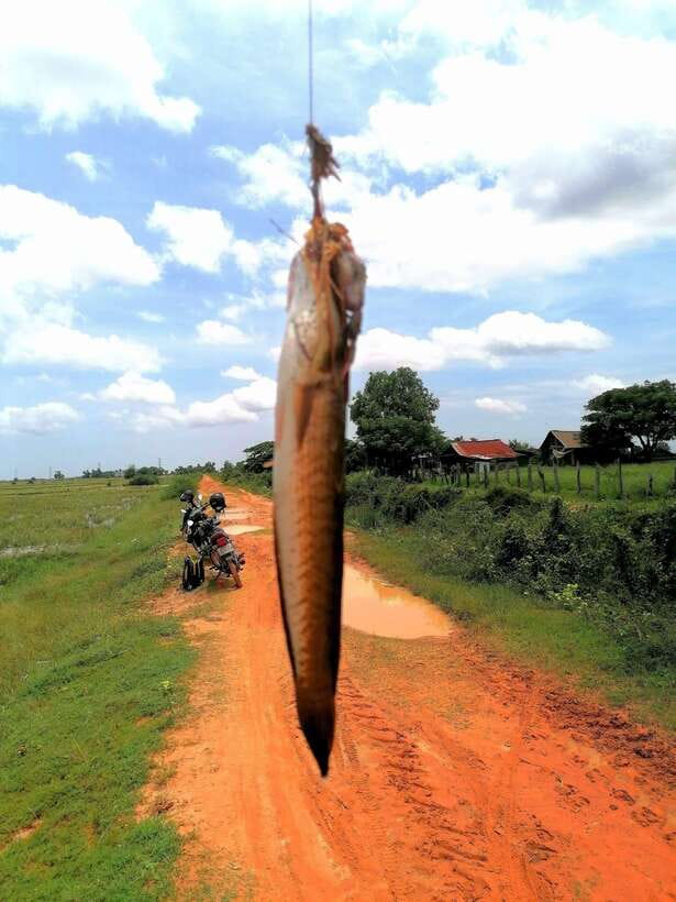 Siem Reap: Fishing in the rice fields, in the villages of Siem Reap - Topwater Frog Fishing: Tackle, Rules, and Your First Cast