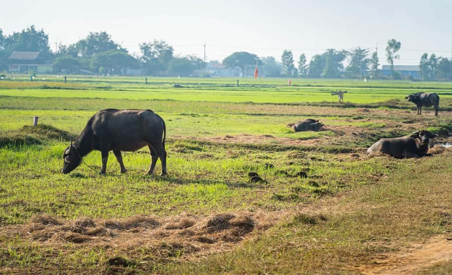 Siem Reap: Guided Countryside Bike Tour - How the ride starts: bikes, helmets, and getting set up right