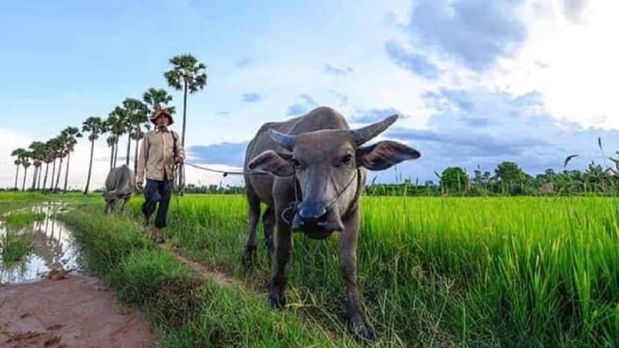 Siem Reap: Guided Countryside Sunset Tour by Jeep - Pagoda Stop Plus Local Market Time: Learn the Why, Not Just the What