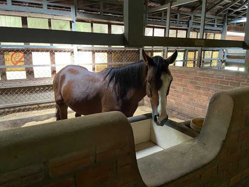Siem Reap Happy Horse Riding Free Pick-up & Drop-off - Included and not included: plan your day like a local