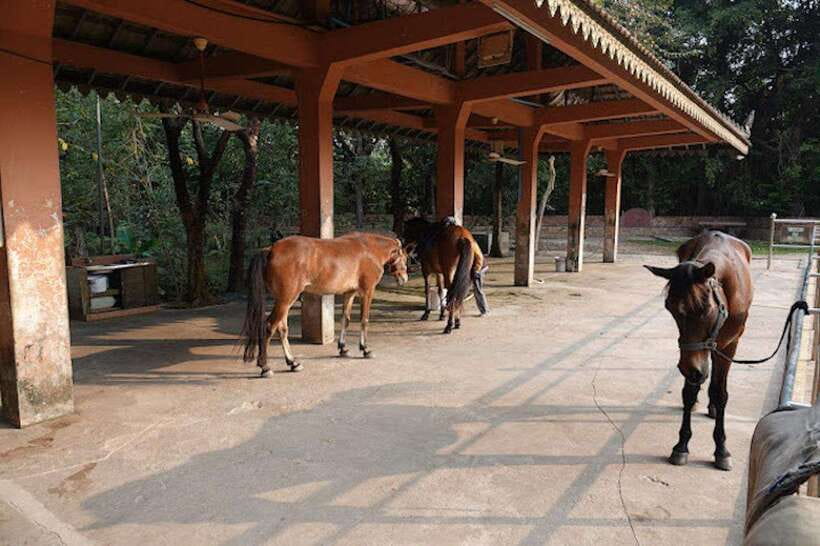 Siem Reap Happy Horse Riding Free Pick-up & Drop-off - Should you book Siem Reap Happy Horse Riding?