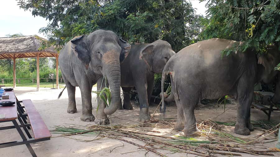 Siem Reap: Kulen Elephant Forest Guided Tour - Key things to know before you go