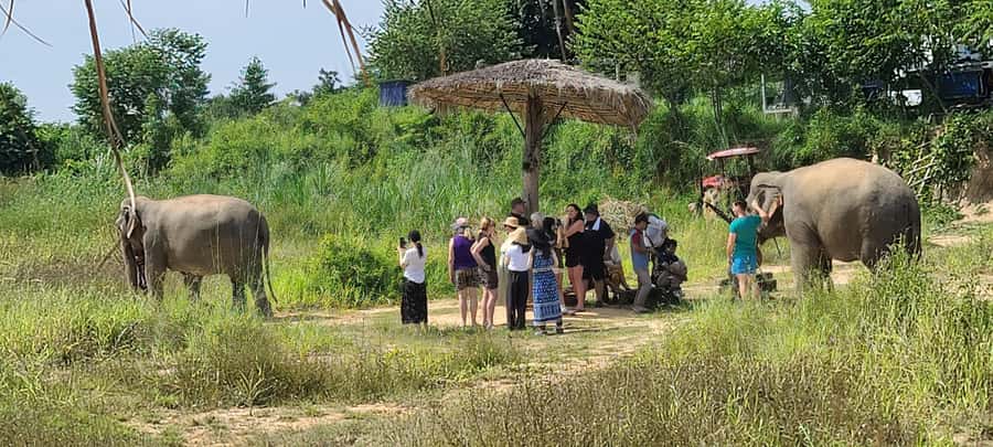 Siem Reap: Kulen Elephant Forest Guided Tour - Kulen Elephant Forest: why this tour feels more real