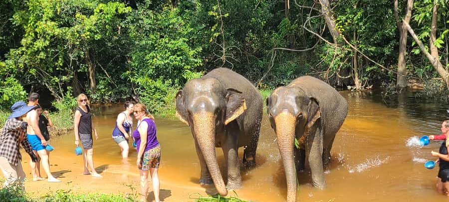 Siem Reap: Kulen Elephant Forest Guided Tour - From briefing to snacks: your first close encounter with elephants