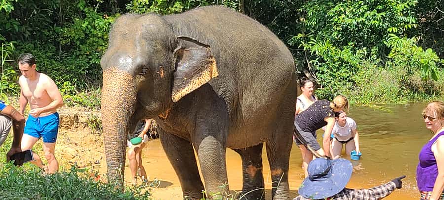 Siem Reap: Kulen Elephant Forest Guided Tour - Pond time and daily life: what you actually watch once feeding is done