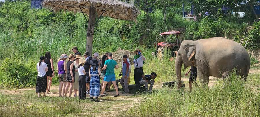 Siem Reap: Kulen Elephant Forest Guided Tour - Lunch at base camp: traditional Khmer food, and one allergy heads-up