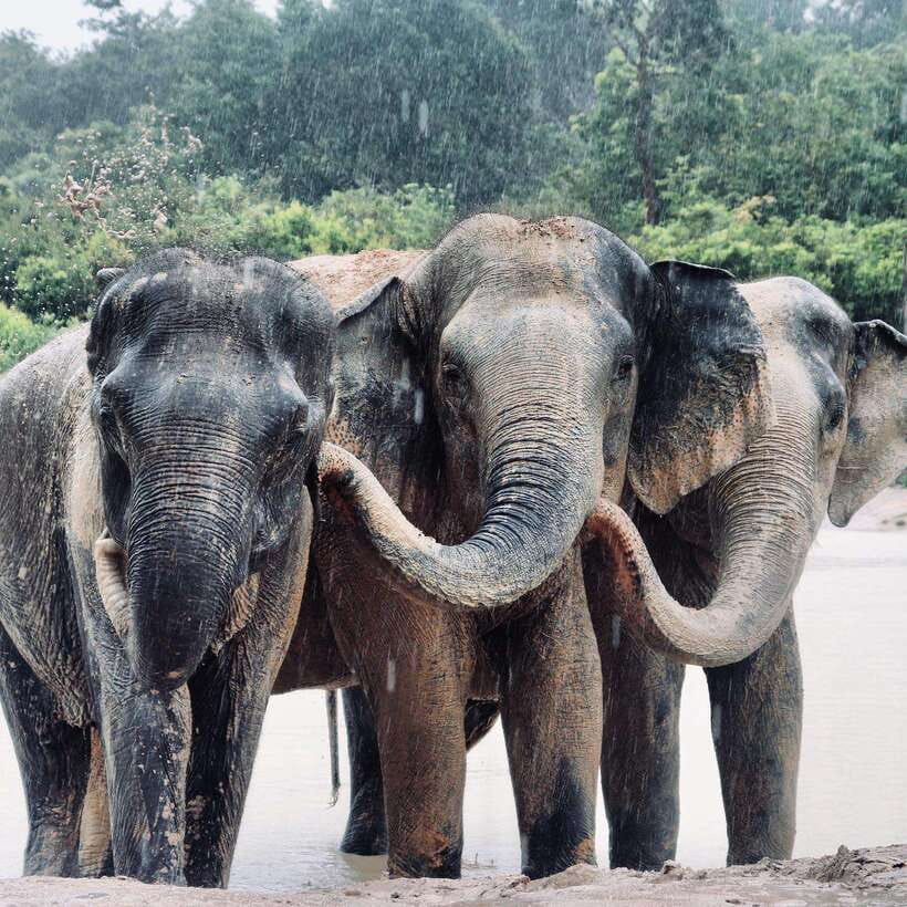 Siem Reap: Kulen Elephant Forest & Tonlesap Lake - Kulen Elephant Forest: Meeting elephants in their care setting