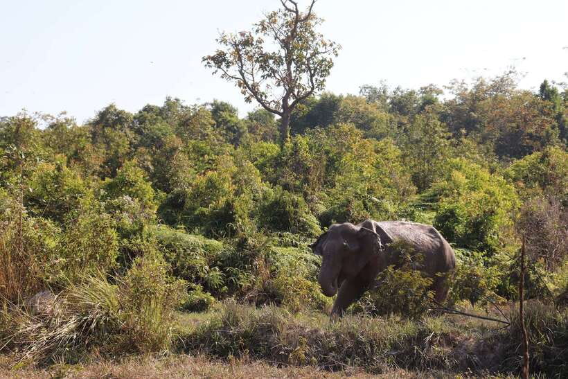 Siem Reap: Kulen Elephant Forest & Tonlesap Lake - Guides make the day: From Nak and Channa to Sophy and Sath