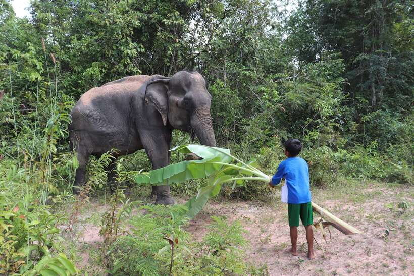Siem Reap: Kulen Elephant Forest & Tonlesap Lake - Price and value for $217: What you get, and what can cost extra
