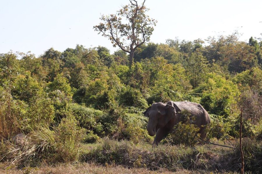 Siem Reap: Kulen Elephant Forest & Tonlesap Lake - Practical checklist: what to bring for elephants and flooded forests