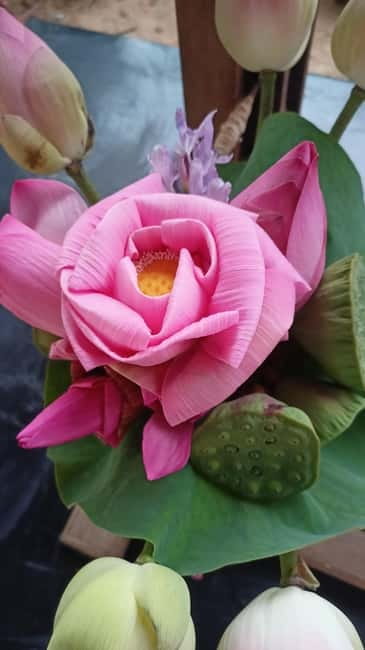 Siem Reap: Lotus Silk Farm- Tour, Lake & Masterclass - The guided lotus visit, what you are really learning