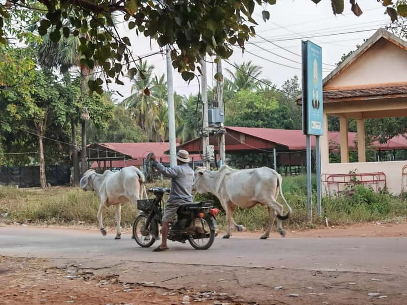 Siem Reap: Monk Blessings and Village Life Scooter Tour - Should You Book This Monk Blessings and Village Life Scooter Tour?