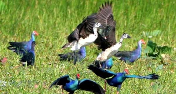 Siem Reap: Prek Toal Tonle Sap Biosphere Reserve Tour - Key moments you will remember from this Prek Toal tour