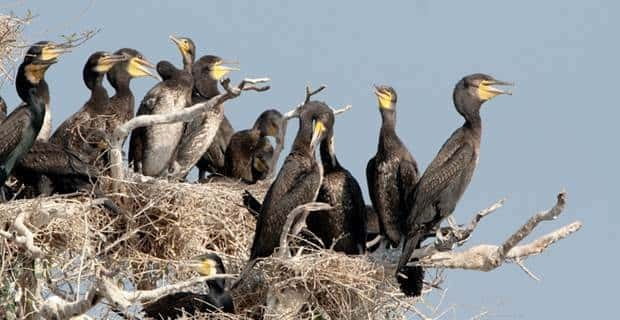 Siem Reap: Prek Toal Tonle Sap Biosphere Reserve Tour - Price of $219: what you are paying for, and how to judge value