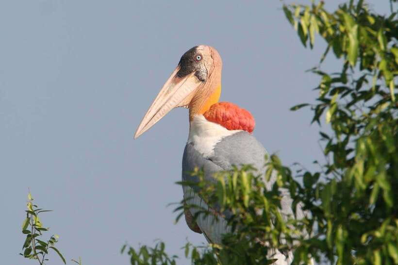 Siem Reap: Prek Toal Tonle Sap Biosphere Reserve Tour - The 6:00am start from Siem Reap, and why early matters