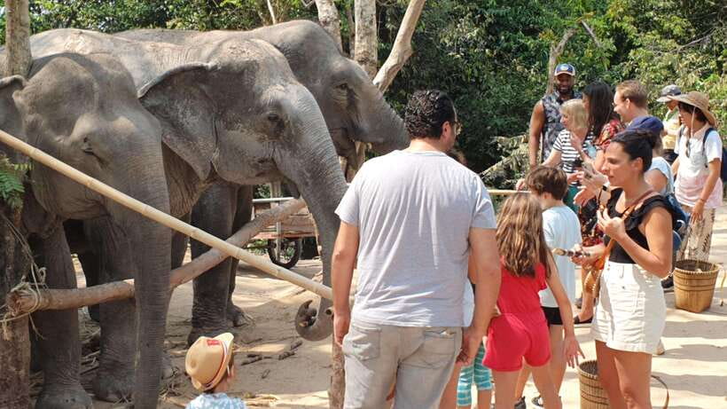 Siem Reap: Small Group Tour of Kulen Elephant Forest - Watching elephant daily life near the pond