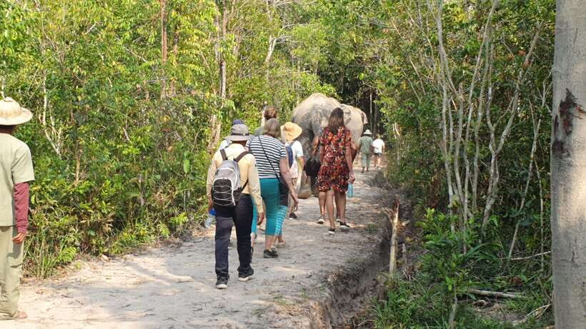 Siem Reap: Small Group Tour of Kulen Elephant Forest - Khmer base camp lunch, then back to Siem Reap