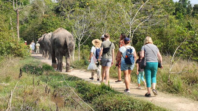 Siem Reap: Small Group Tour of Kulen Elephant Forest - Price and value: what you get for $96