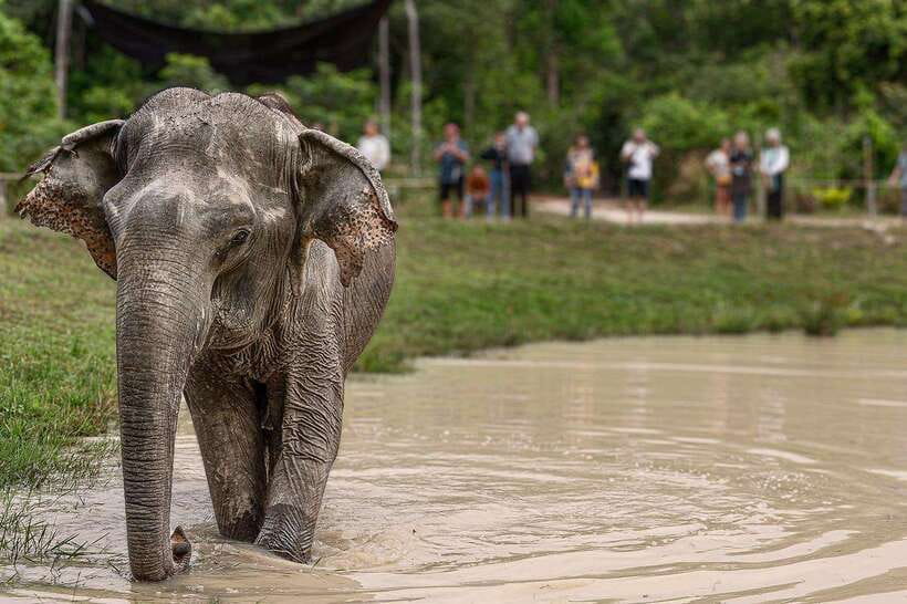 Siem Reap: Small Group Tour of Kulen Elephant Forest - Getting to Kulen Elephant Forest: Pickup, Shuttle, and Timing