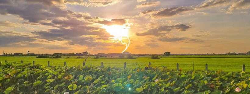 SiemReap Sunset Dinner Riding an Ox-Cart at Rice Paddy Field - Practical Tips to Make Your Evening Smoother