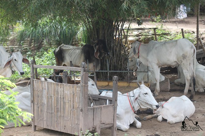 Silk Island & countryside of Phnom Penh by Tuk Tuk - What to wear, what to bring, and how to get more out of it