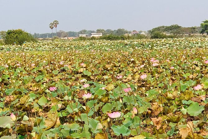 War Museum, Killing Field and Floating village ( Chong Kneas) Tour - Price and Value: What the $75 Covers, Plus Museum Fees